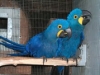 hyacinth-macaw-parrots-available-