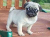 wonderful-temperaments-Pug-Puppies-for-sale