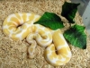 Outstanding-pair-of-Albino-and-piebald-ball-pythons-for-sale