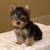 Male-and-female-yorkie-puppies-for-good-home