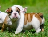 AKC-ENGLISH-BULLDOG-PUPPIES-LIFETIME-HEALTH-GUARANTEE-