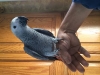 Adorable-talking-Congo-African-Grey-Parrots