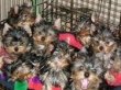Yorkies-Make-Your-Heart-Pleasing-one-of-my-puppies