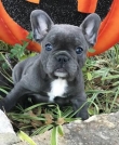 Blue-healthy-French-bulldog-puppies