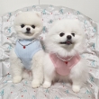 Fluffo-Teacup-Pomeranian-Puppies