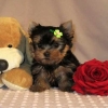 -Adorable-yorkie-puppy-for-rehoming-