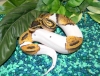 -well-tamed-piebald-ball-pythons-for-sale